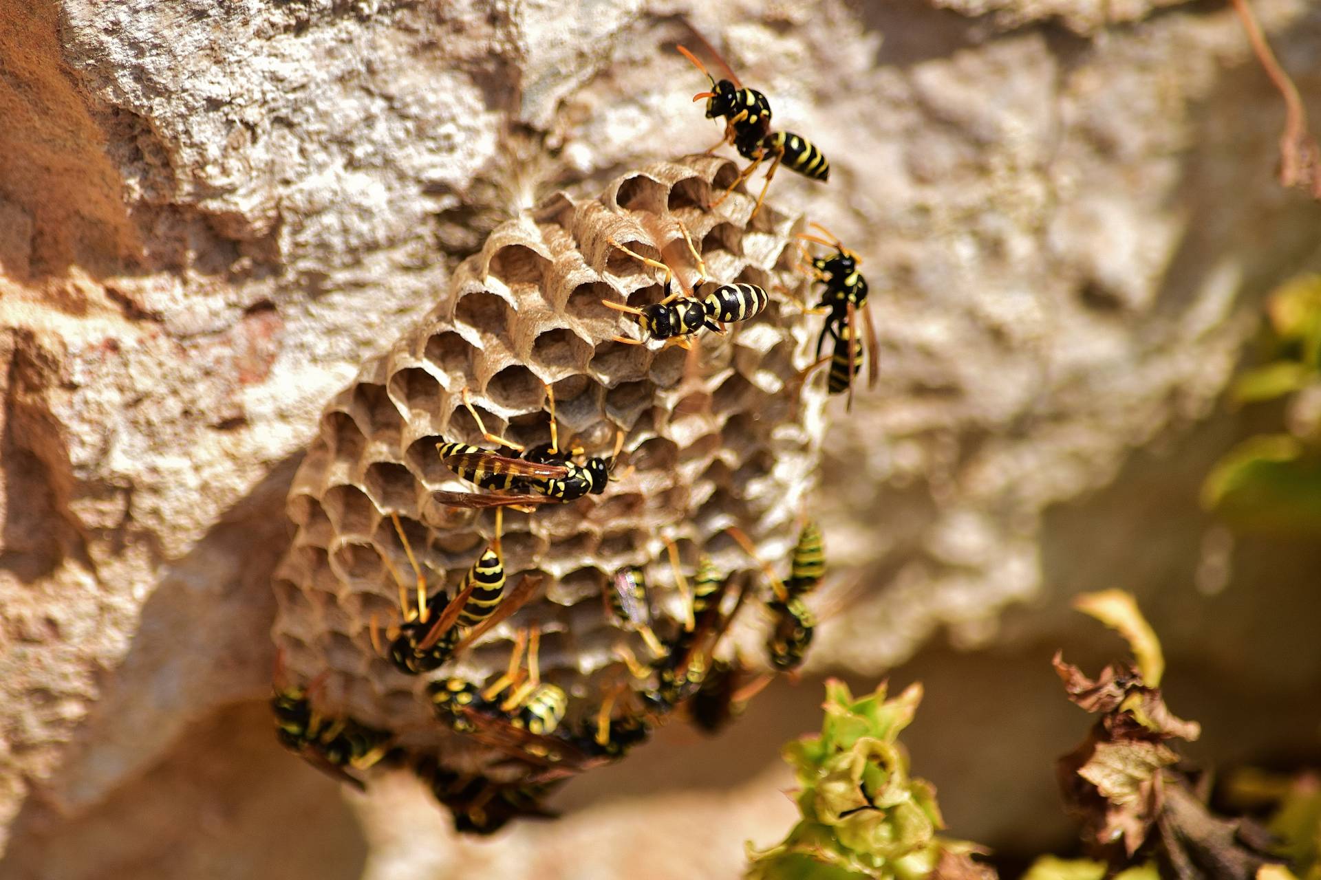 Destruction de nids de guêpes