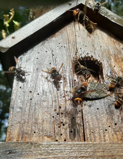 Guêpes dans un abri Guêpes présentes dans un abri en bois extérieur