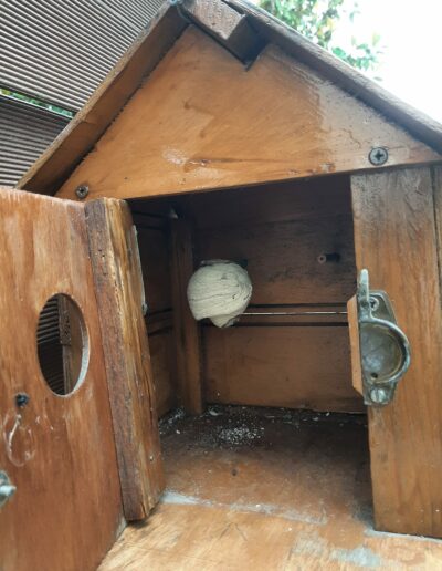 Nid dans un nichoir Nid de frelons installé dans un nichoir en bois