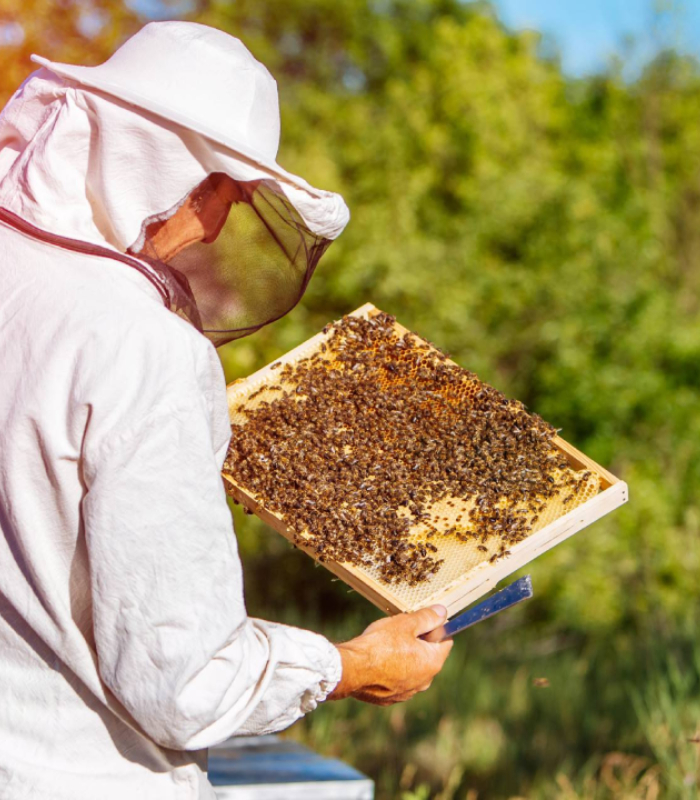 Apiculteur récupérant un essaim d’abeilles dans le Morbihan