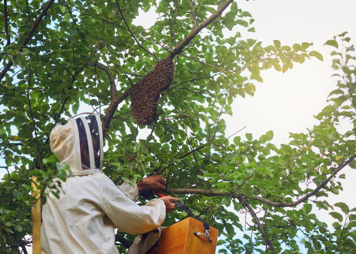 Apiculteur récupérant un essaim d’abeilles installé dans un arbre
