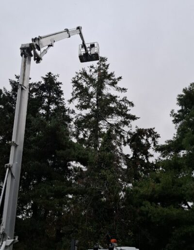 Nacelle déployée devant l'arbre