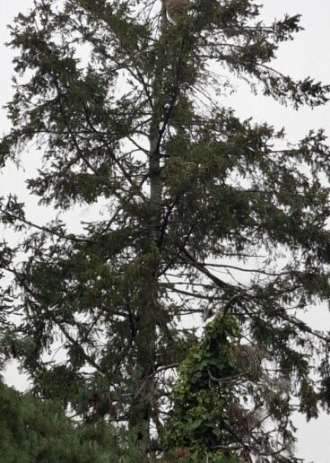Nid situé au sommet de l'arbre